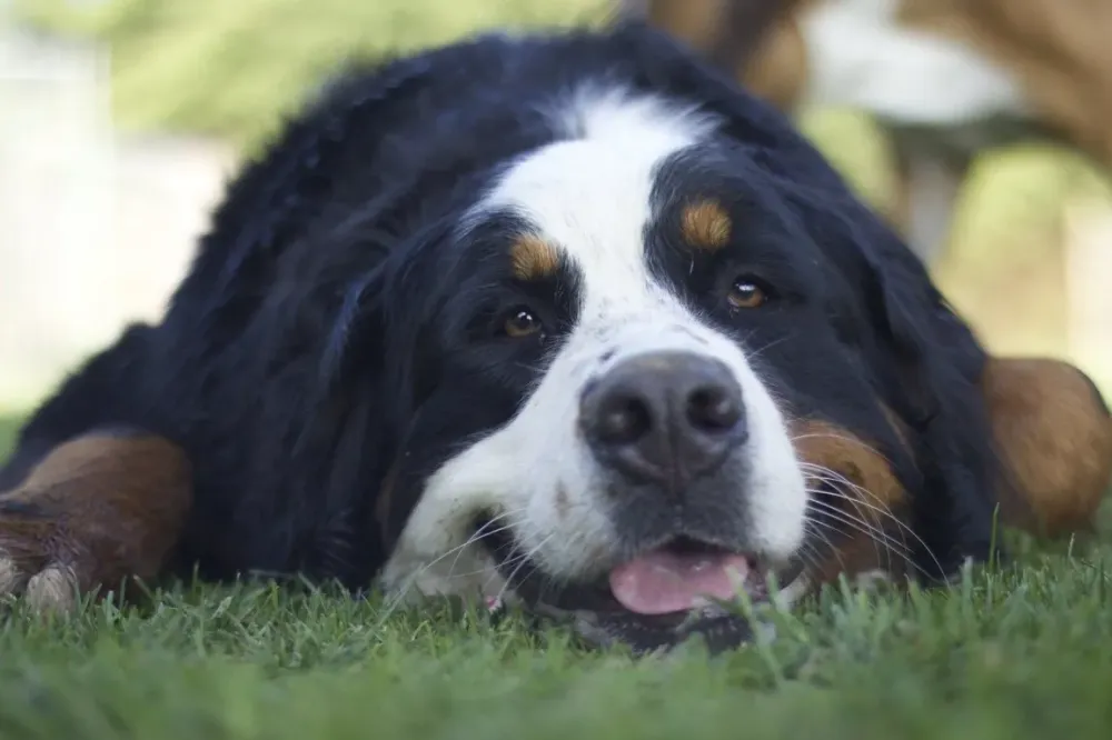 Garde de jour pour chien à Ayse