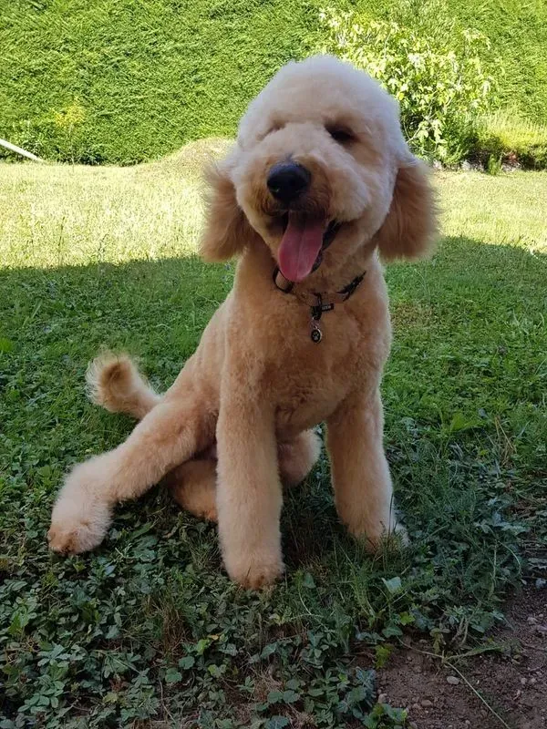 Chiot_Labradoodle