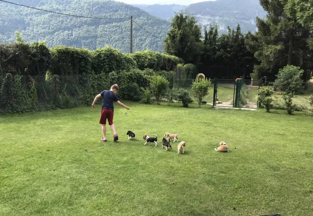 Élevage de chien à Ayse