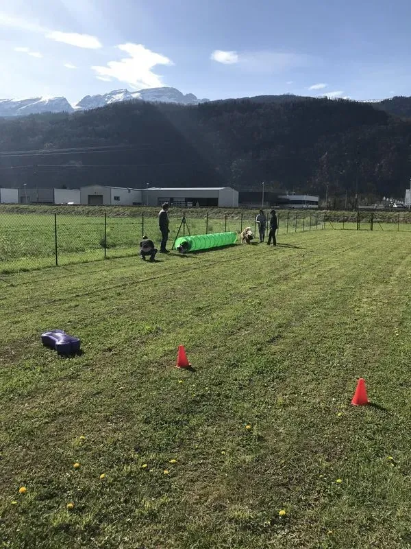 Éducation canine à Ayse