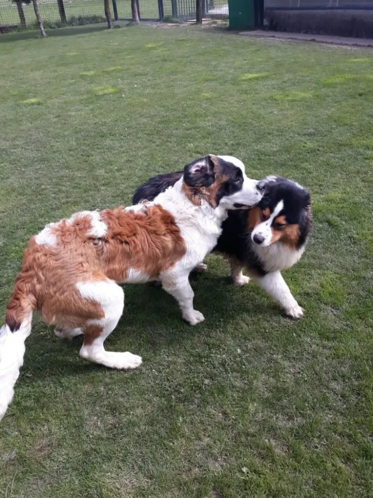 Neptune_et_Falco-chien