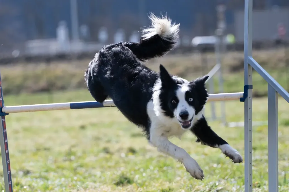 Agility ou initiation à l’agility à Ayse